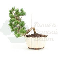 BONSAI Mädchenkiefer 'Pinus