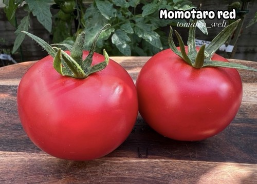 Momotaro red japanische - momotaro,