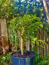 Ficus Tiny Bonsai Tree aerial