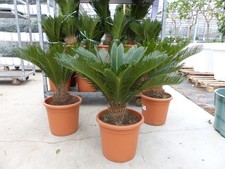 Premium palmfarn 90 cm - palmfarn,