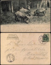 Ansichtskarte Darmstadt Kranichsteiner Park. Wildschweine 1906