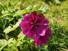 100 SAMEN lila Malve