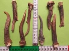 Rehstangen    Hirschhorn