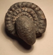 Echioceras raricostatum Lias Sinemurium Bonenburg