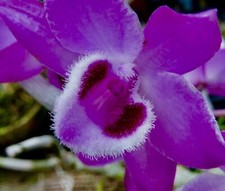 Dendrobium species parishii - species,