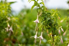 Fuchsia magellanica var.alba