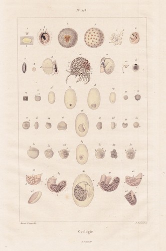 Ovologie vogel eier eggs - ovologie,
