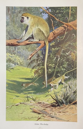 Originaldruck fauna grüne - originaldruck, fauna: