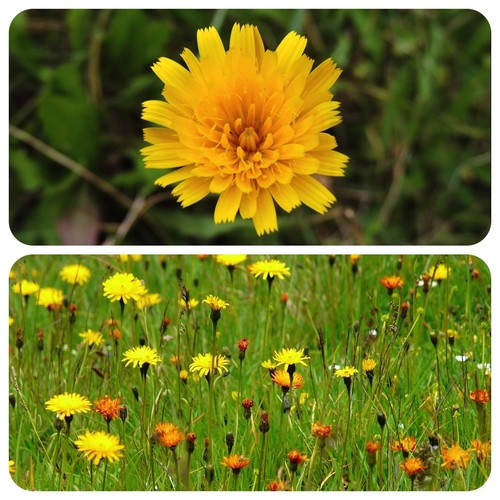 Habichtskraut hieracium - habichtskraut,
