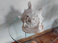 Wunderschöne Riesenmuschel