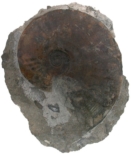 Lias amaltheus - lias,