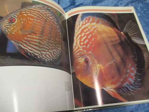 Diskus atlas diskusfische - diskus,