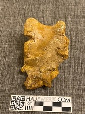 Dinosaurierwirbel, vrmtl von Carcharodontosaurus saharicus