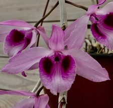 Dendrobium species anosmum - species, ´anosmum´
