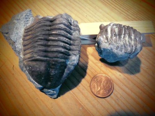 Trilobiten asaphus expansus - 2,