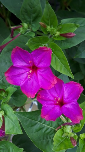 Wunderblume - , jalapa)