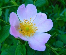 100 Samen Heckenrose (Rosa canina), Hundsrose, Rose, essbare, gesunde Hagebutten
