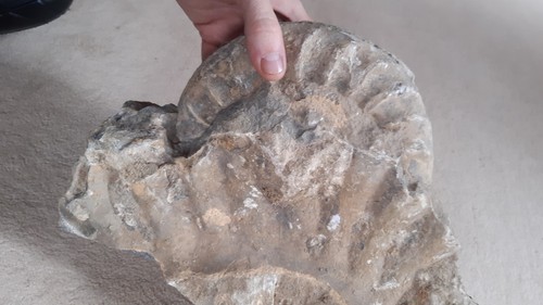 Arietites pinguis ammonit - pinguis,