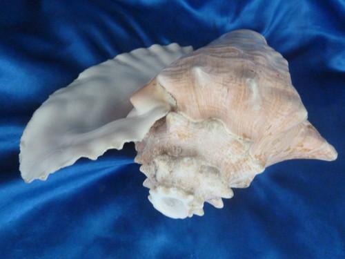 Muschelhorn strombus gigas - muschelhorn_strombus,
