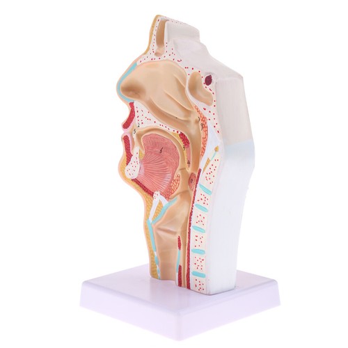 Anatomie modell kehlkopf 1 - anatomie, 1: