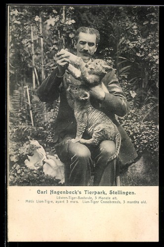 Stellingen hagenbecks - stellingen,,