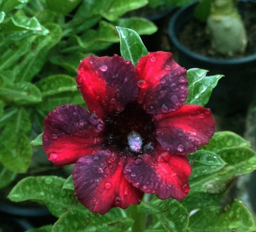 Wüstenrose adenium obesum - -,