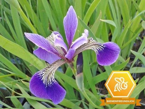 Schwertlilie lila iris - 2x,