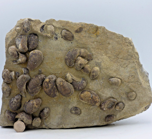 Großes jura fossil gastropode - jura,