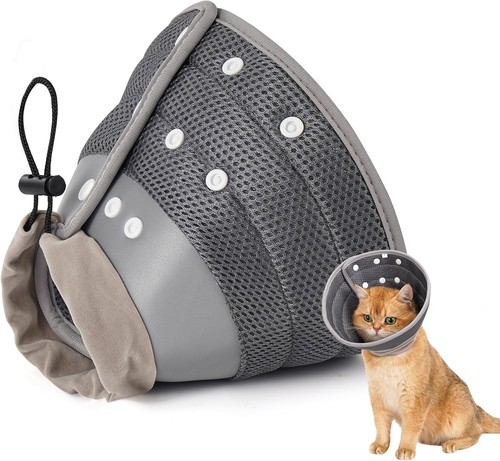 Halskrause katze klein hund - katze,