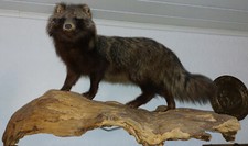 MARDERHUND AUFWÄNDIGES + SCHÖNES TIERPRÄPARAT AUF EICHENWURZEL ENOK TIERPRÄPARAT