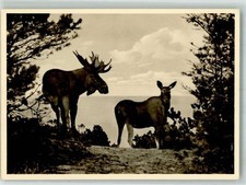 14000160 - Memel Kurische