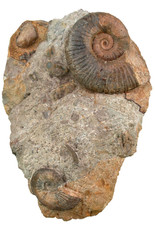 Lias Schaudstück mit