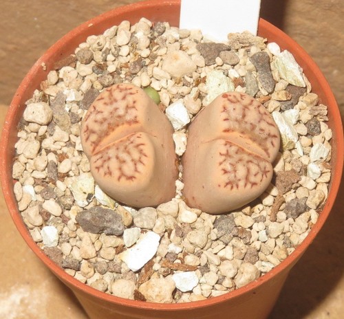 Lithops julii ssp - julii, c64