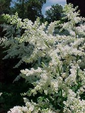 Brautschleier Astilbe weiß