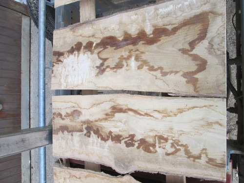 Eschenholz esche - x,