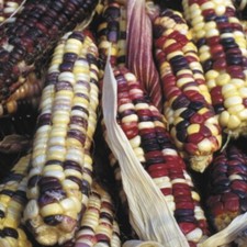 Inka Palette Mais - ARC EN