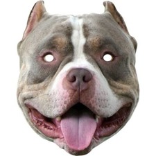 XL American Bully Tier Hund