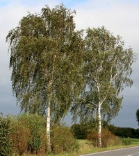 Sandbirke Betula pendula 150 -