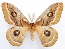 NEORIS HUTTONI, gerahmte Motte, echtes Insekt, SET A1