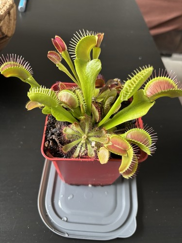 Dionaea muscipula