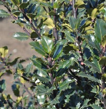 Amerikanischer Ilex Kleiner Pirat® 30-40cm - Ilex meserveae