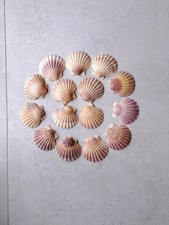 Sehr schöne jakobsmuscheln - 15,
