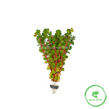 Rotala rotundifolia 'Orange Juice' – Aquariumpflanze im Bund
