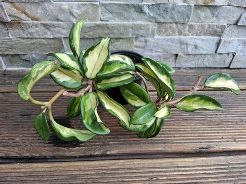 Hoya carnosa tricolor - tricolor,, junge