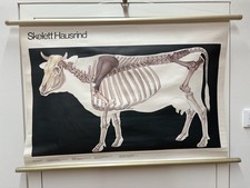 alte Rollkarte Schulwandtafel