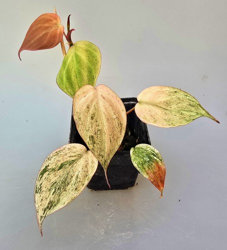 Sehr schöne philodendron - sehr,