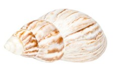 NaDeco Achatschnecke, 4-7cm |