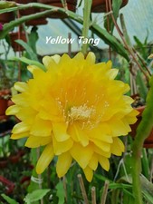 Epiphyllum Blattkakteen