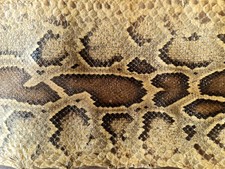 Python Schlangenhaut