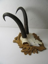 Starke Gams Gamsbock Gämse Gamskrickerl Trophäe Geweih